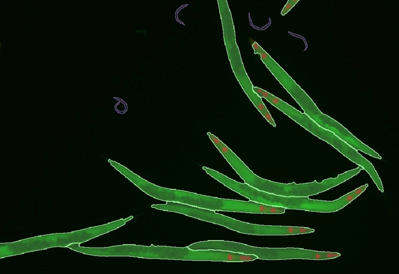 Dynamic Content Image